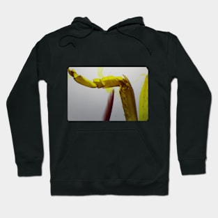 Legs Under the Microscope Hoodie